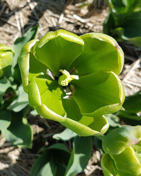 Tulipán triumph Green Power 